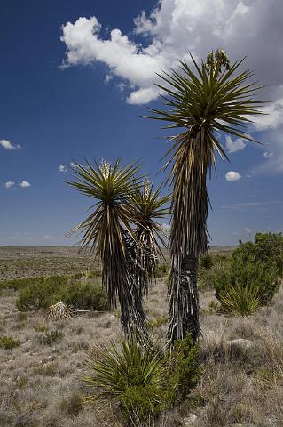 065 Carlsbad Caverns National Park.jpg